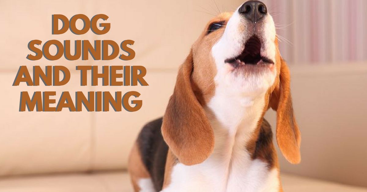 Dog Sounds And Their Meaning