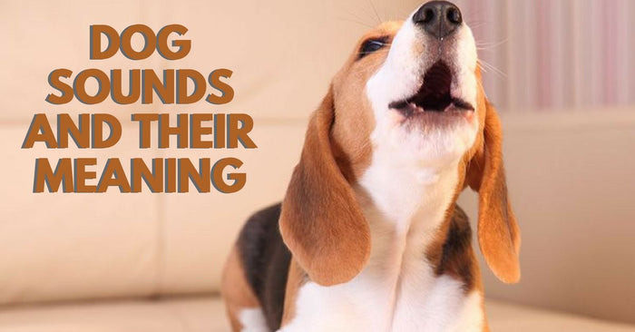 Dog Sounds And Their Meaning