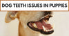 Dog Teeth Issues In Puppies