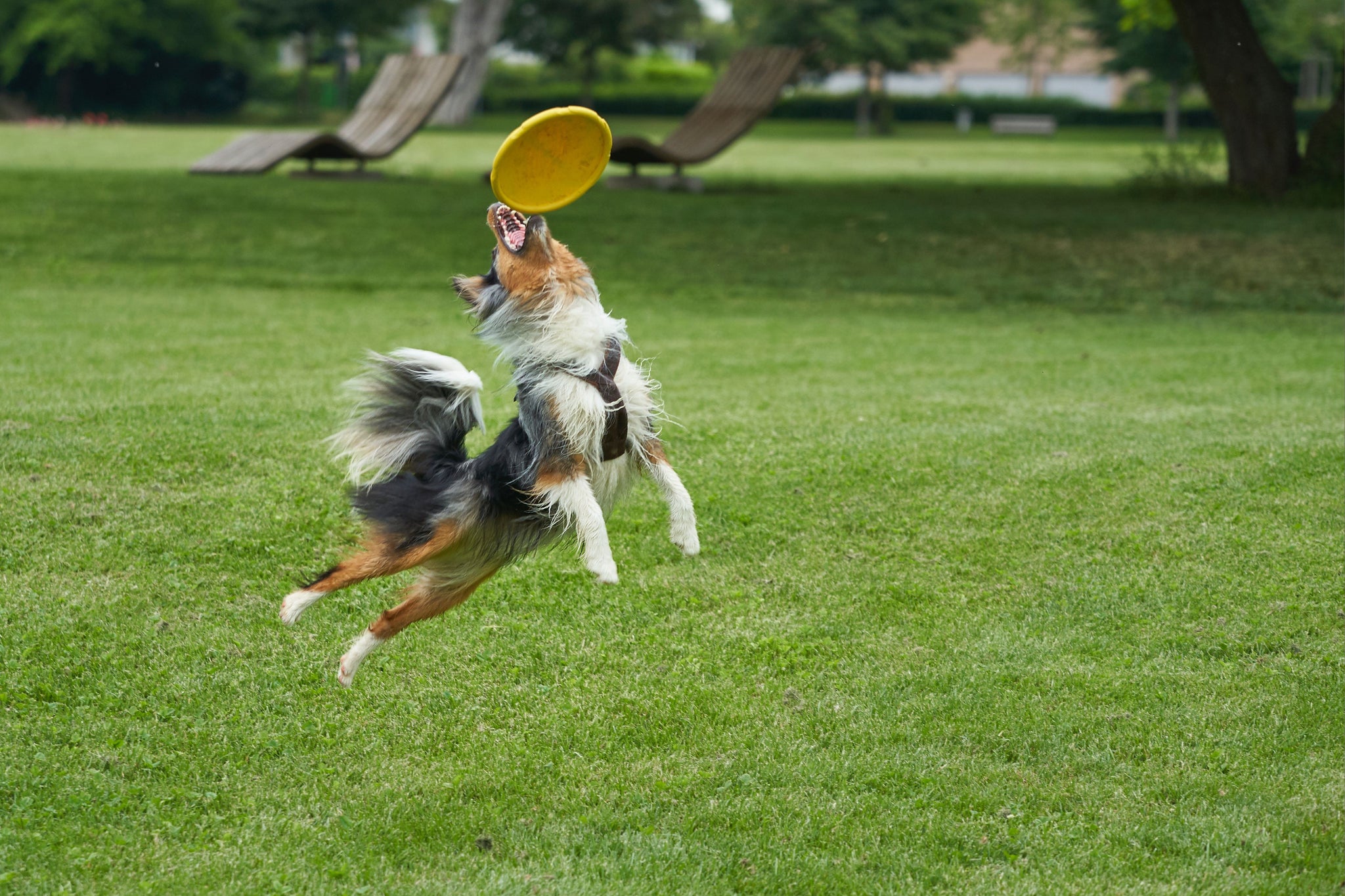 Dog Toys To Help With Training Your Dog