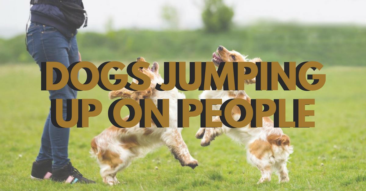 Dogs Jumping Up On People: Can It Be Corrected?