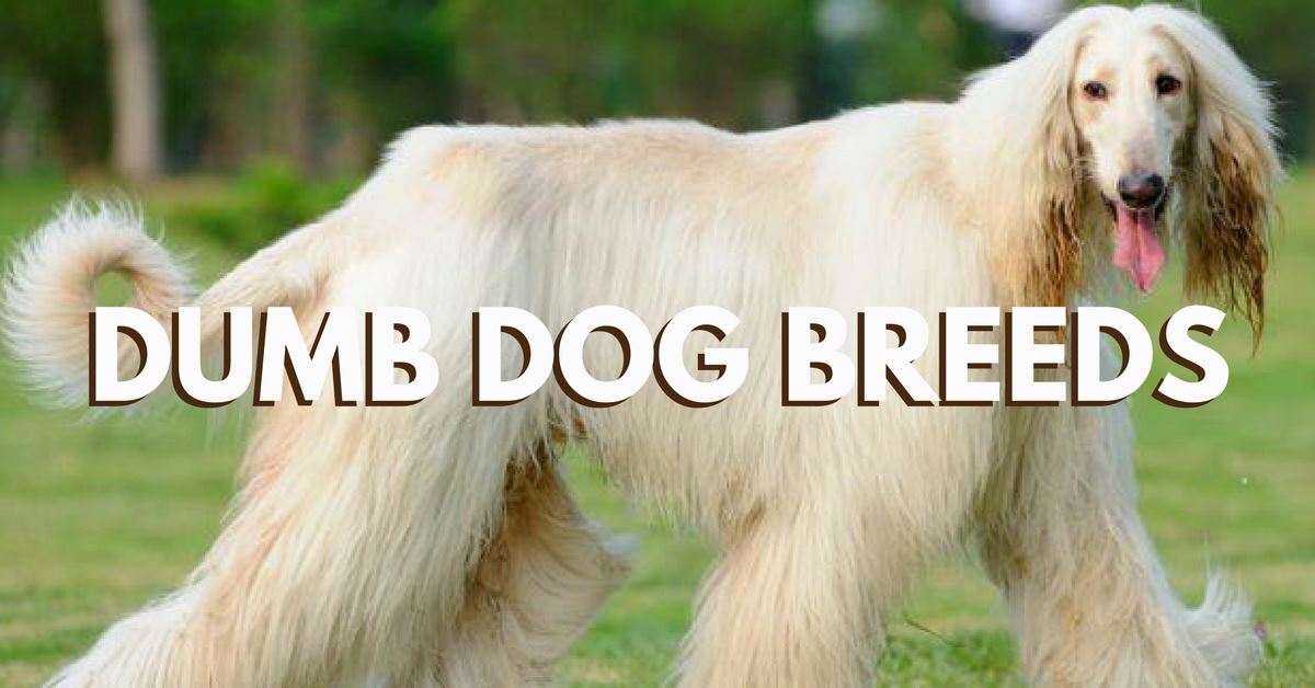Dumb Dog Breeds