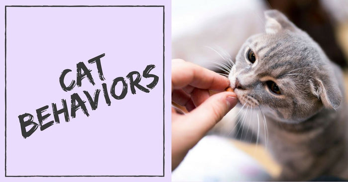 Explaining Some Of The Most Common Cat Behaviors