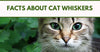Facts About Cat Whiskers