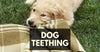 Facts About Dog Teething