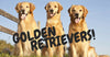 Facts About Golden Retrievers