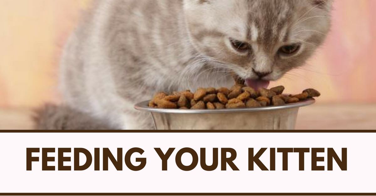 Feeding Your Kitten From Birth Up To 3 Months
