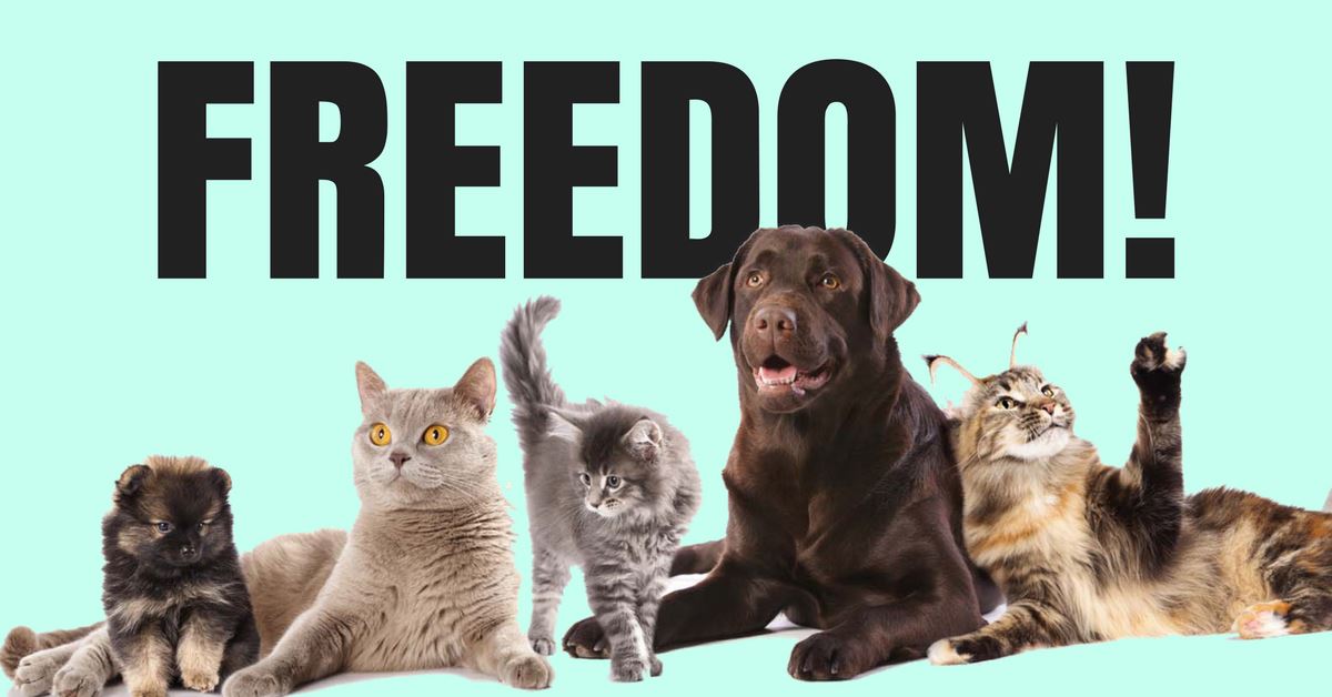 Freedom in Ties with Adjustable Collars