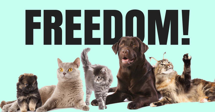 Freedom in Ties with Adjustable Collars