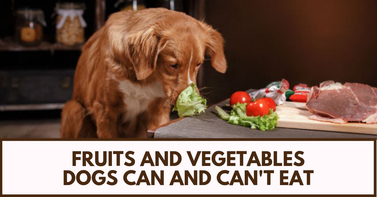 can you feed dogs vegetables