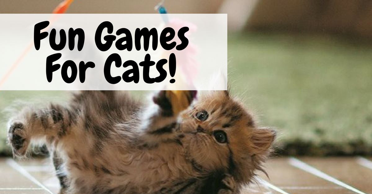 Fun Games Your Cat Will Love