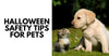 Halloween Safety Tips For Your Pets