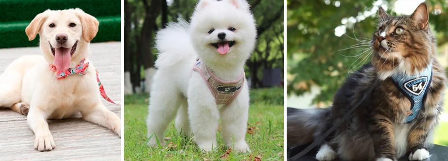 Harness or collar for your pet? We’ll help you make the call.