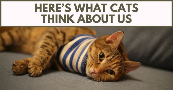 Here’s What Cats Are Thinking About Us
