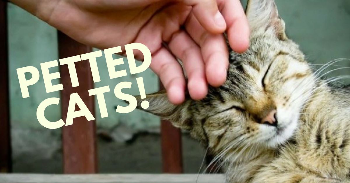 Here’s Where Cats Want To Be Petted