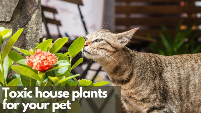 House plants that are poisonous for your pets