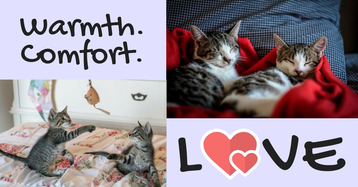 How Do They Feel? Cat on Bed