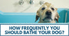 How Frequently You Should Bathe Your Dog?