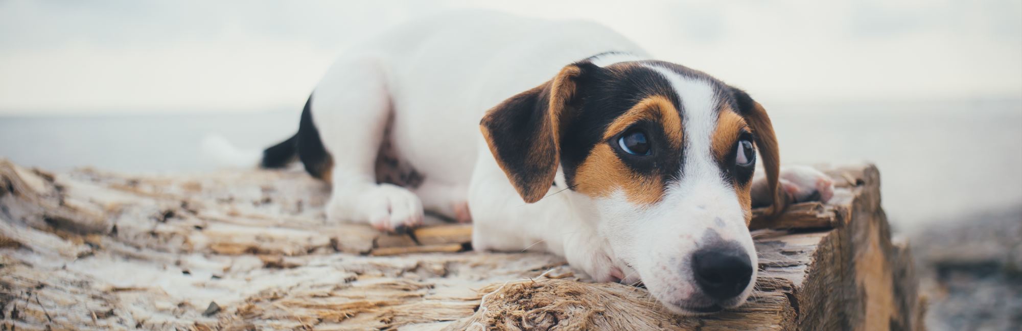 How Long Can a Pet Be Depressed?