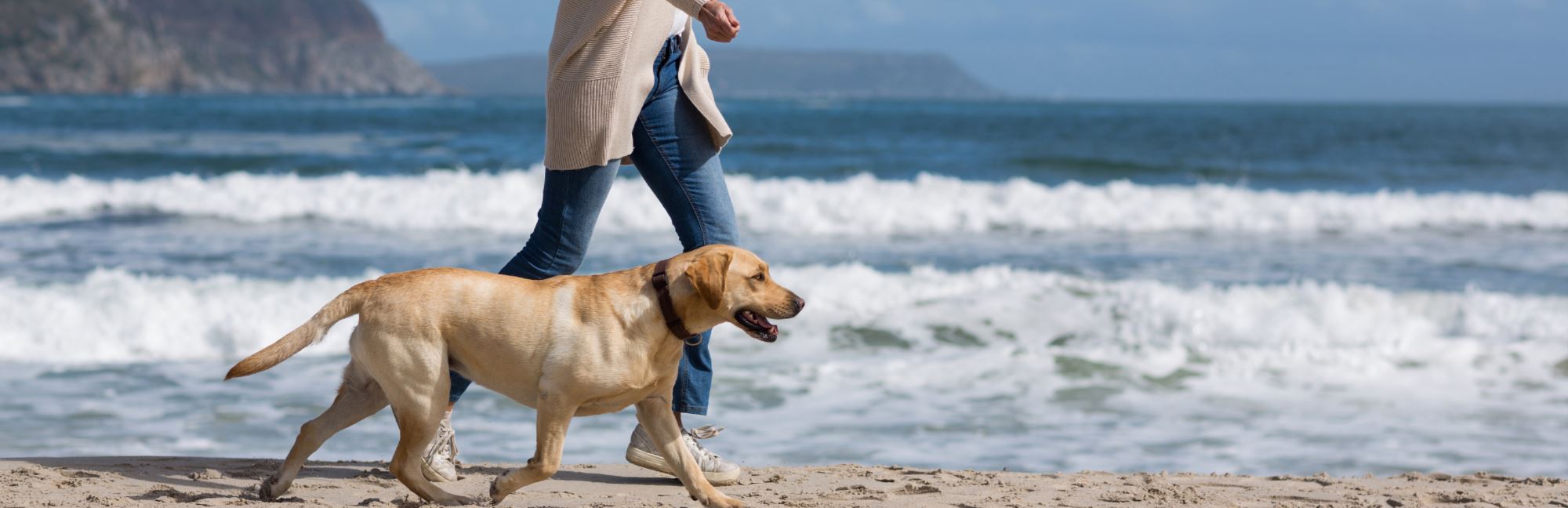 How Many Times Does a Dog Need To Be Walked? Find Out Pet Clever