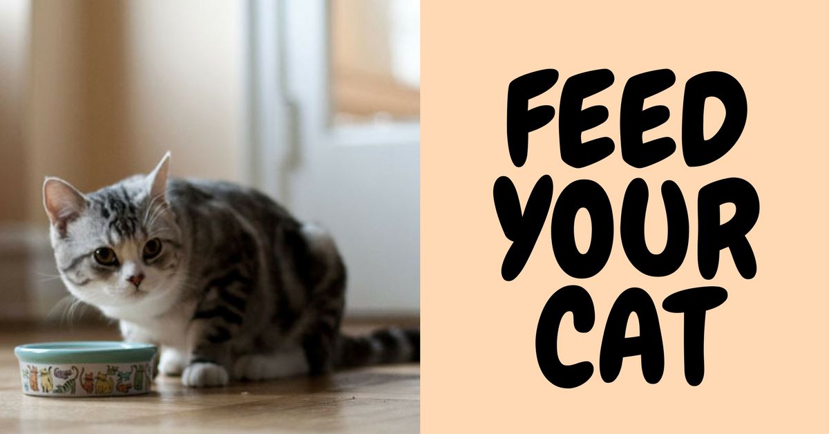 How Much Should You Feed Your Cat? Pet Clever