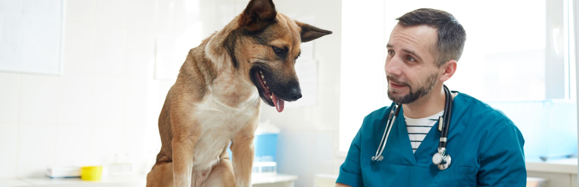 When Should My Dog Visit The Vet? Learn How Often You Need to Pet