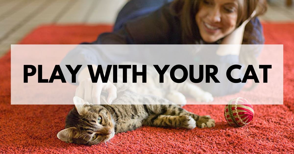 How To Appropriately Play With Your Cat Pet Clever