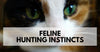 How To Appropriately Satisfy Feline Hunting Instincts