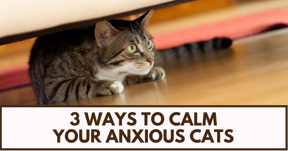 Calming an Anxious Cat Pet Clever