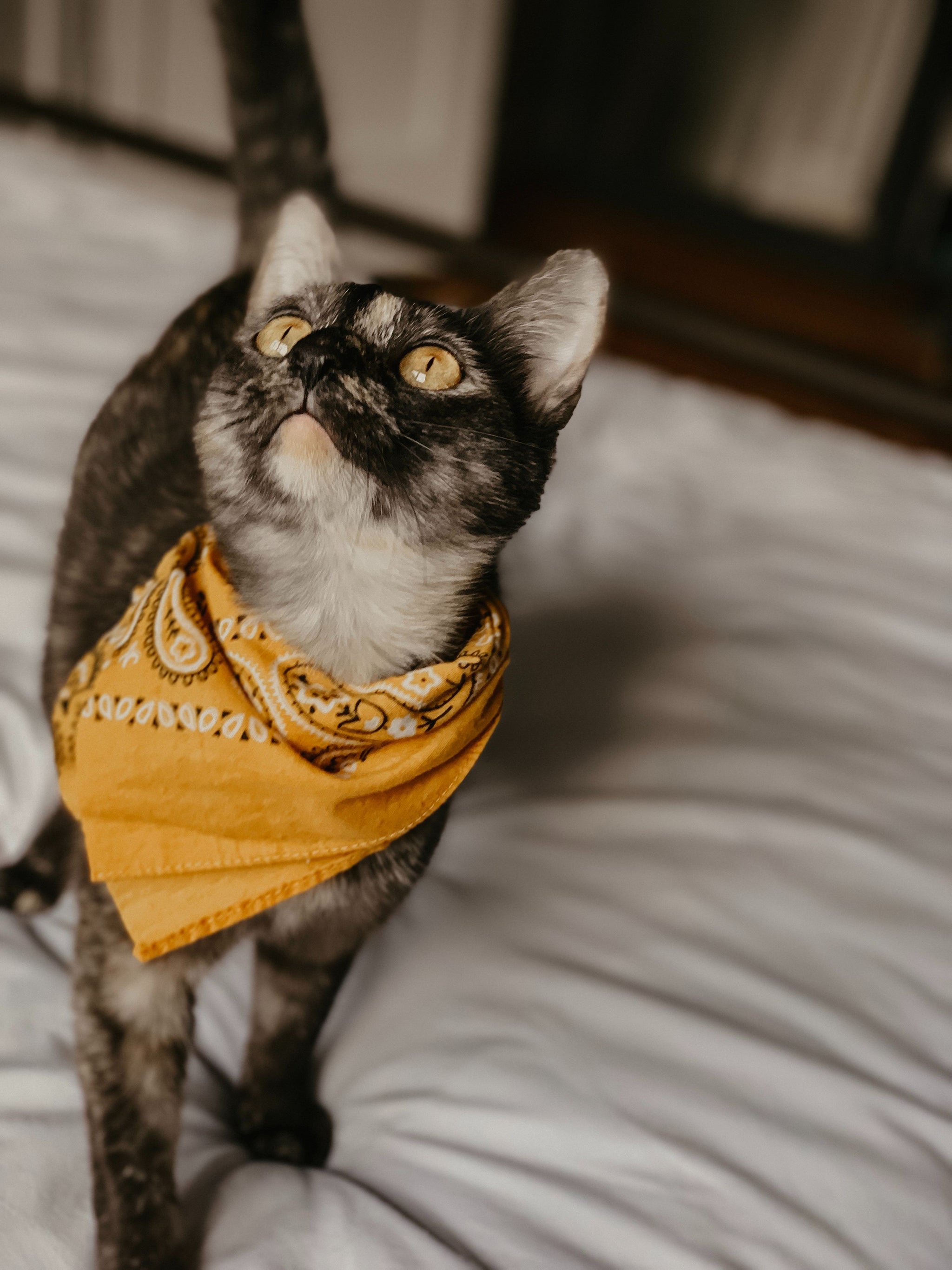 How to Choose The Best Cat Clothes