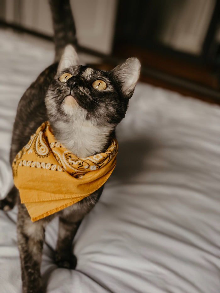 How to Choose The Best Cat Clothes