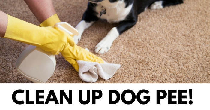 How To Clean Up Dog Pee?