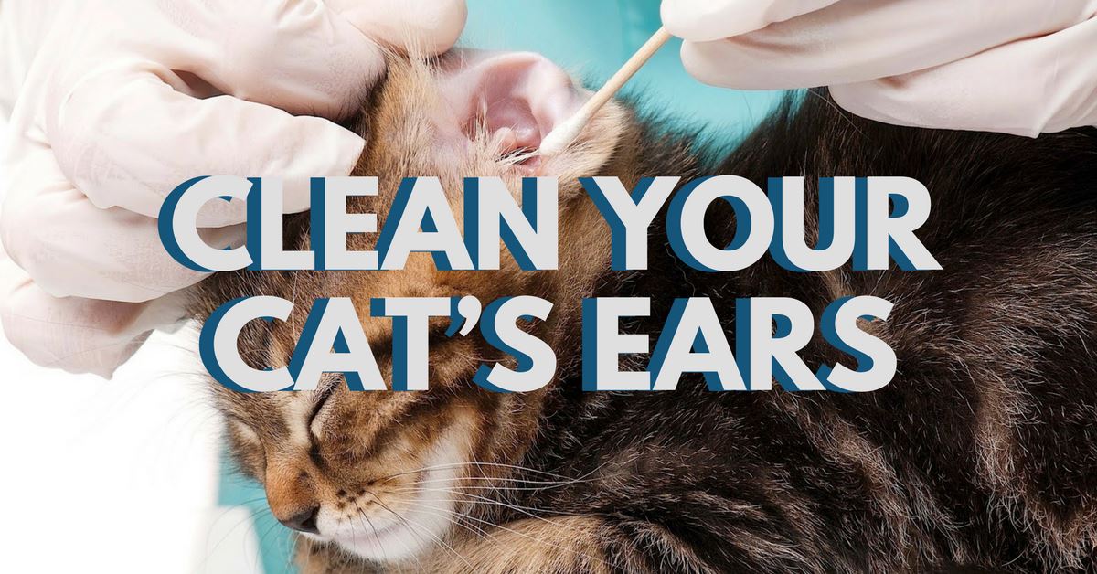 How To Clean Your Cat’s Ears?