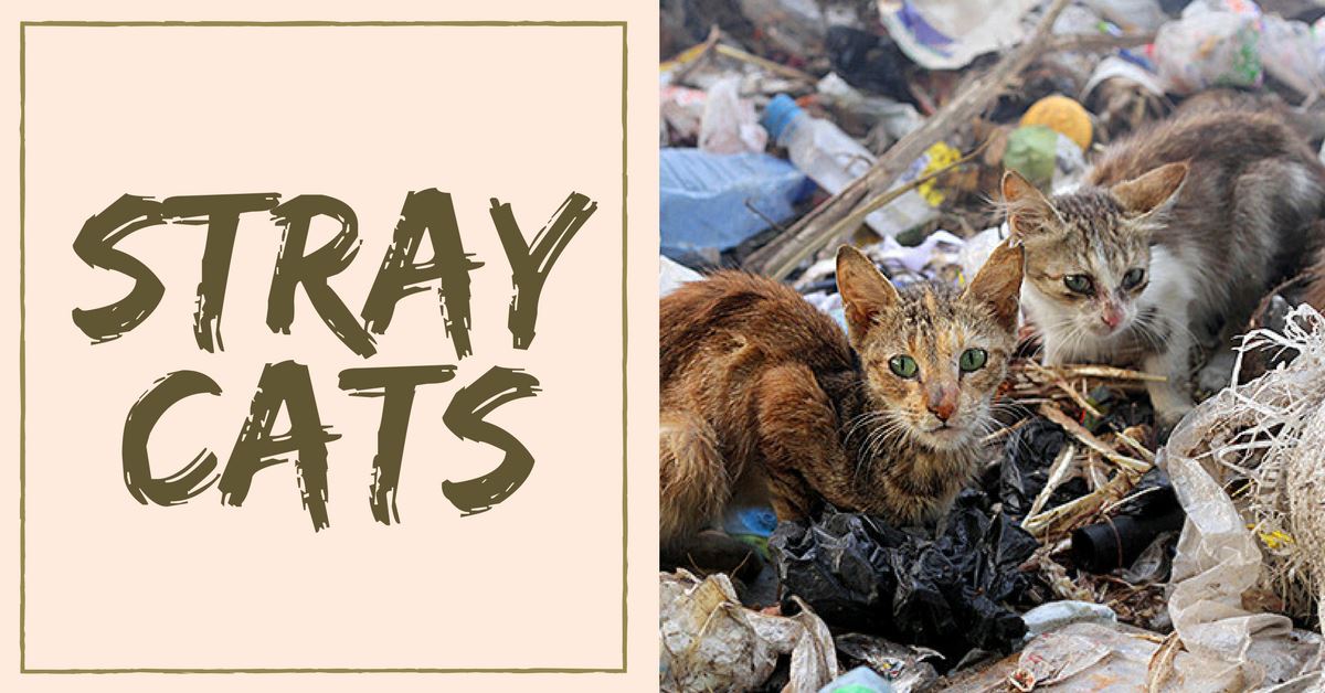 How to Handle a Stray Cat