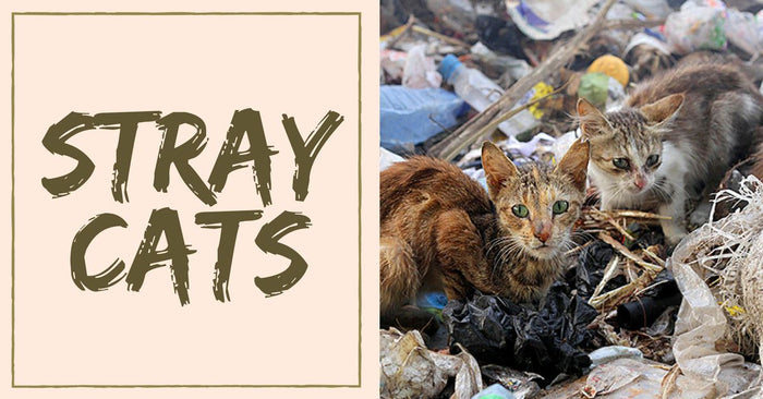 How to Handle a Stray Cat