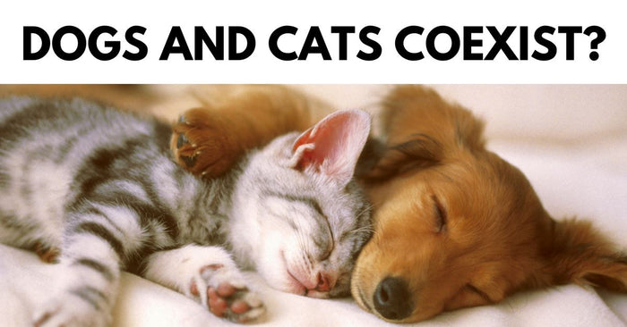 How To Help Dogs And Cats Coexist?