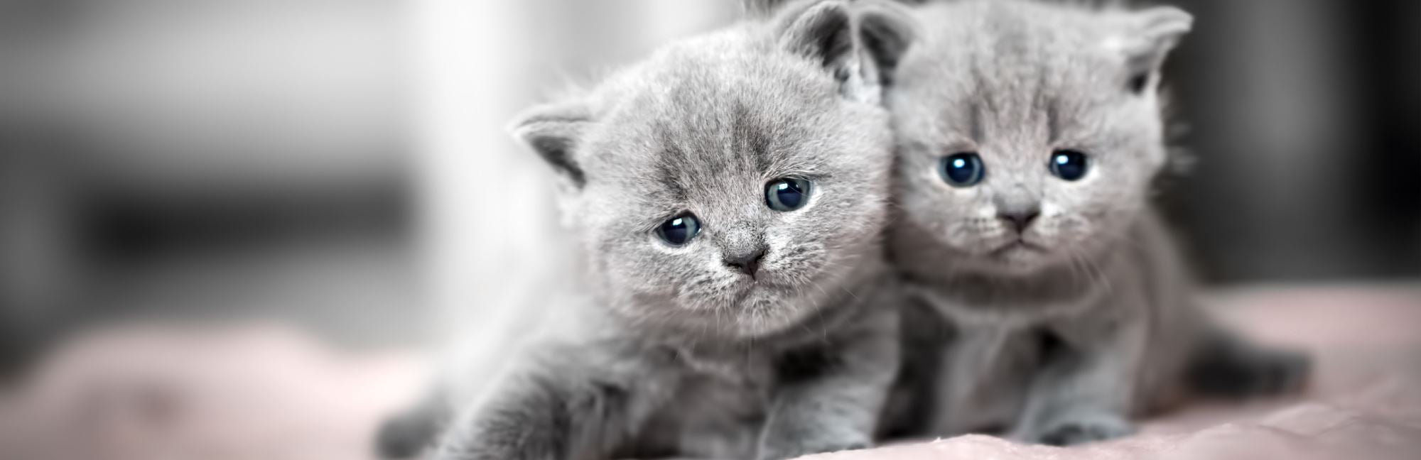 How to Litter Train a Kitten