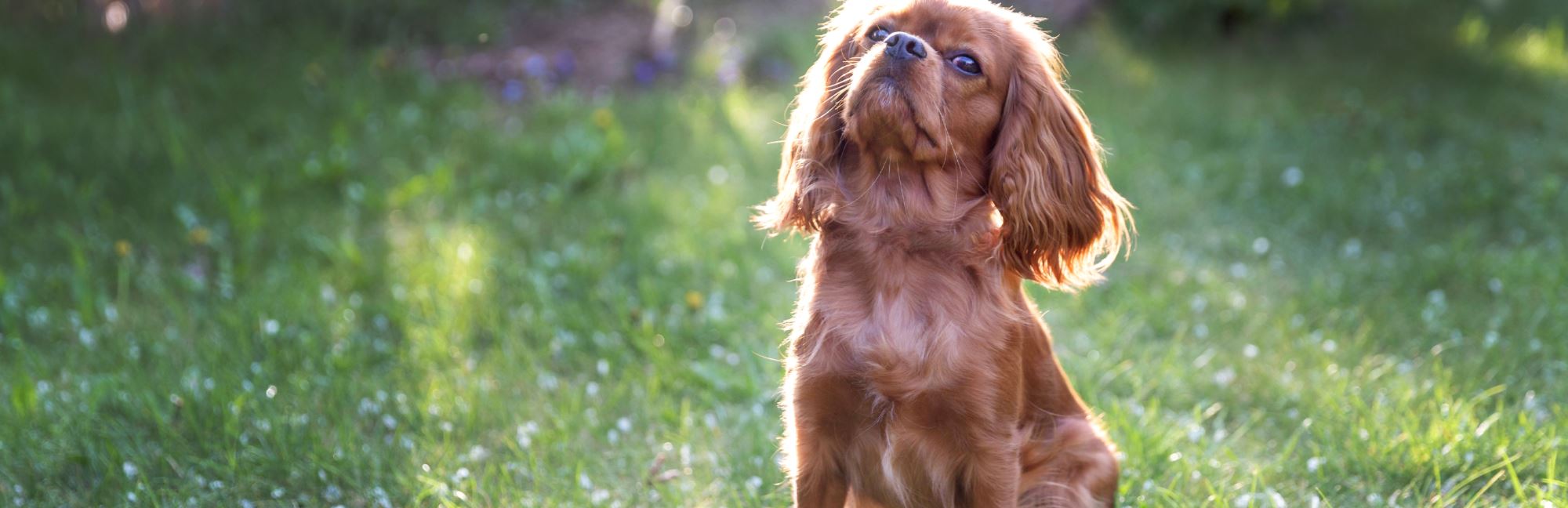 How To Make Your Dog Sit