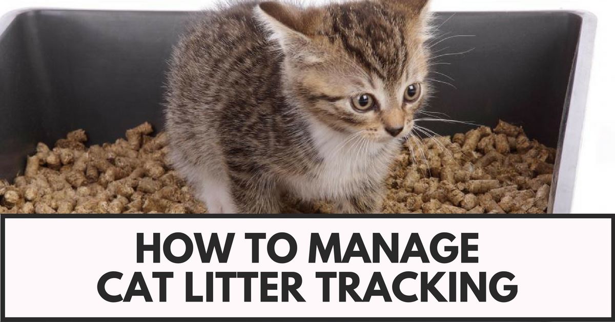 How To Manage Cat Litter Tracking