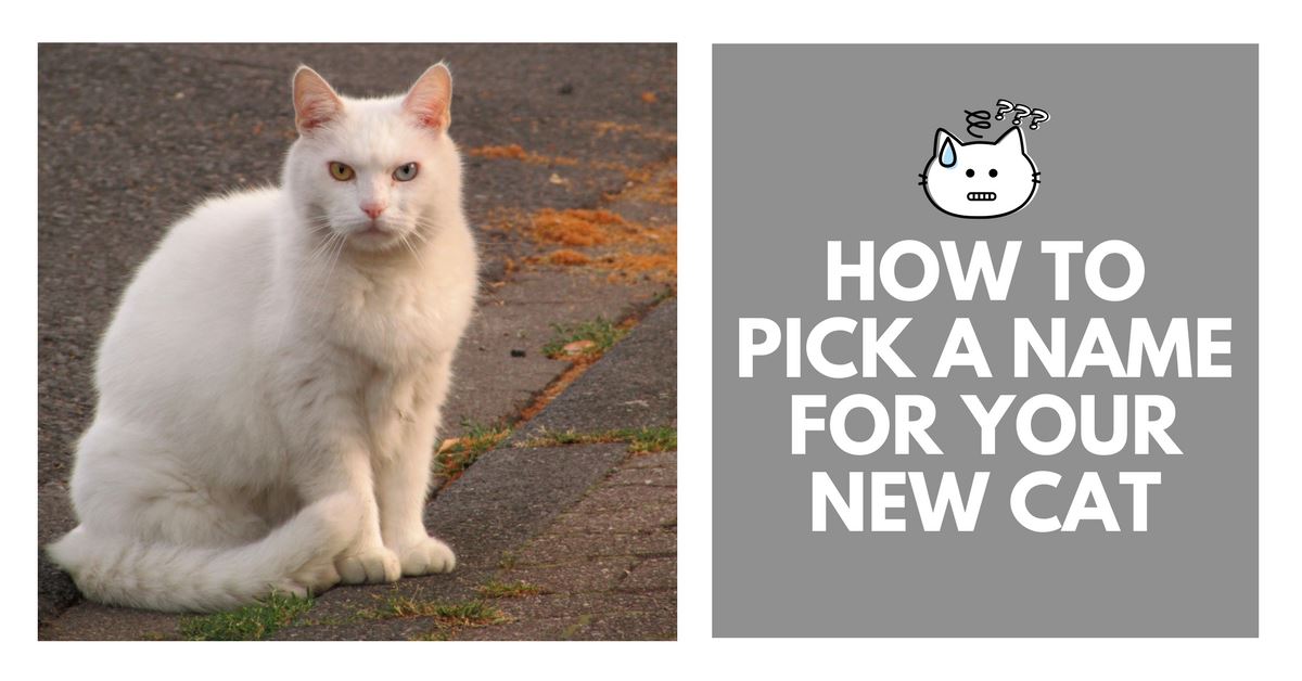 How To Pick A Name For Your New Cat