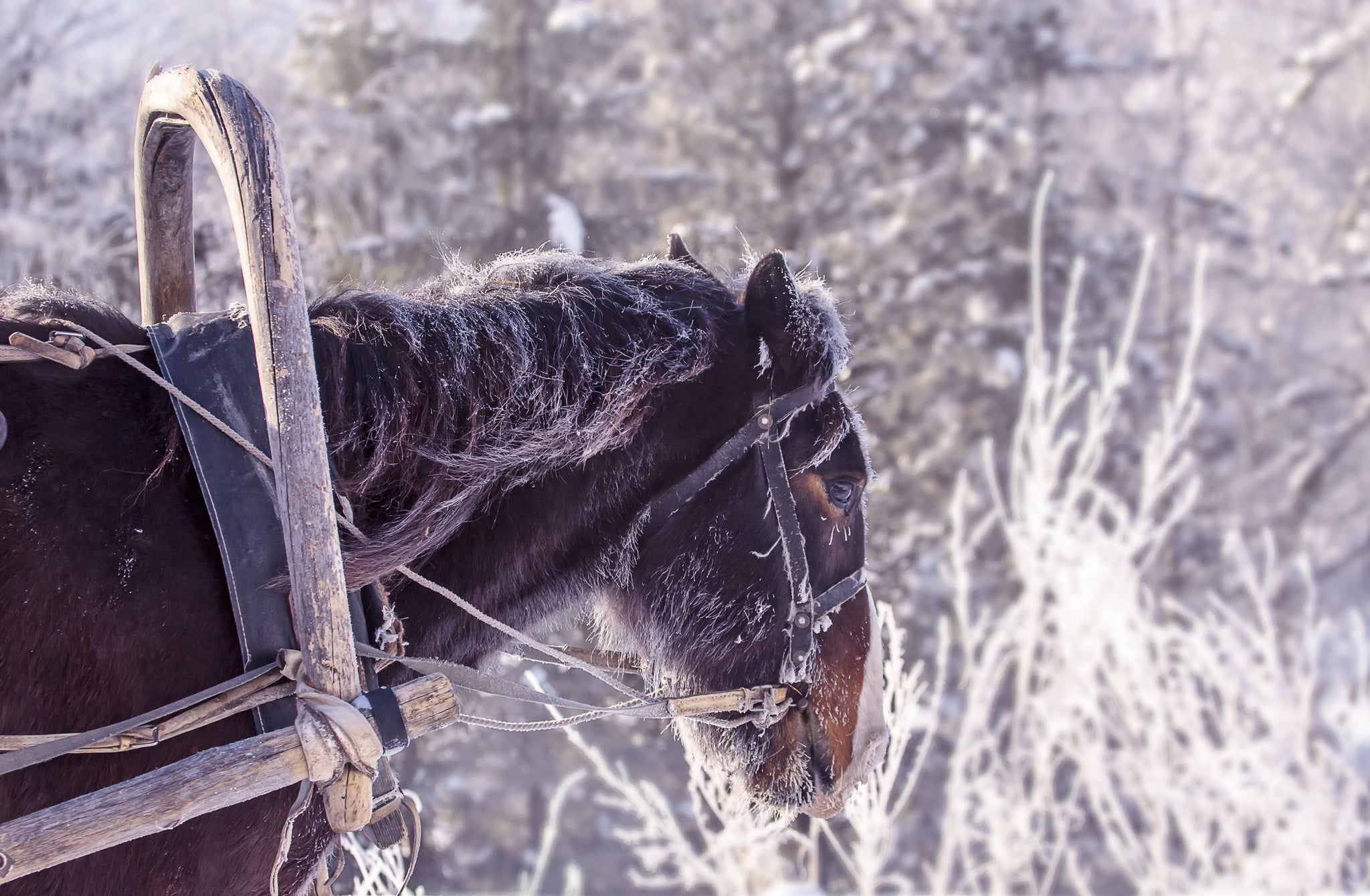 How to Pick the Comfiest Horse Blanket