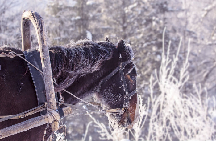 How to Pick the Comfiest Horse Blanket