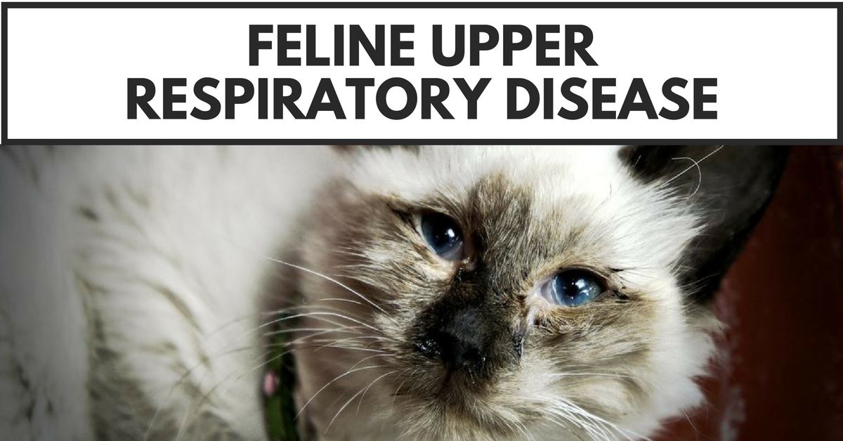 How To Prevent And Control Feline Upper Respiratory Disease