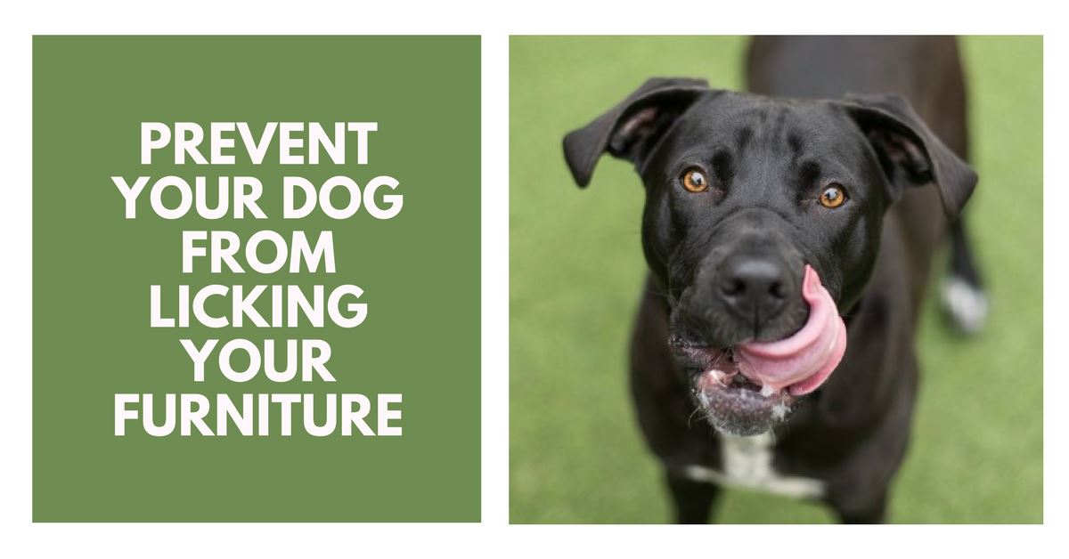 How To Prevent Your Dog From Licking Your Furniture?