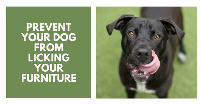 How To Prevent Your Dog From Licking Your Furniture?