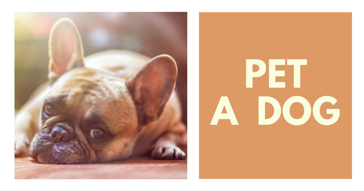 How To Properly Pet A Dog