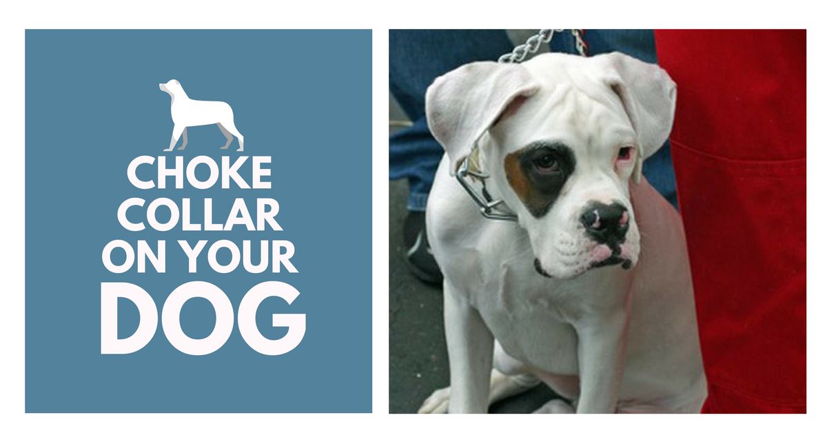 How To Properly Put A Choke Collar On Your Dog? Pet Clever
