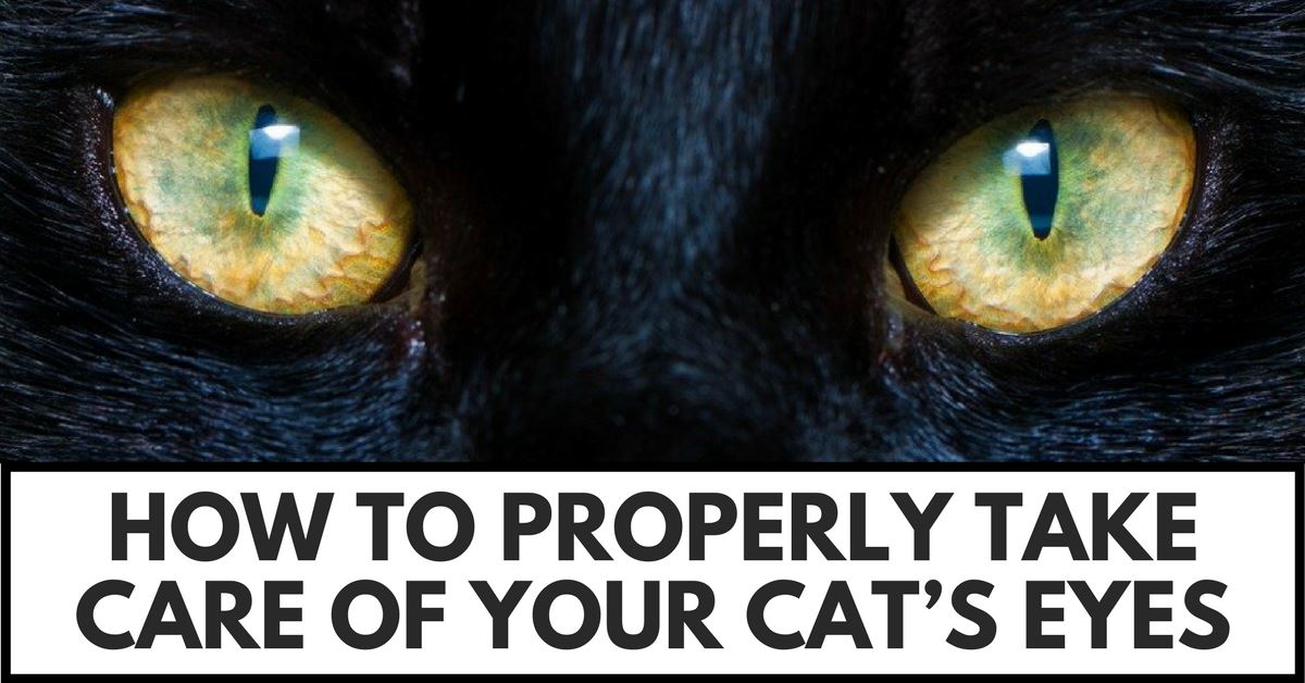 How To Properly Take Care Of Your Cat’s Eyes Pet Clever