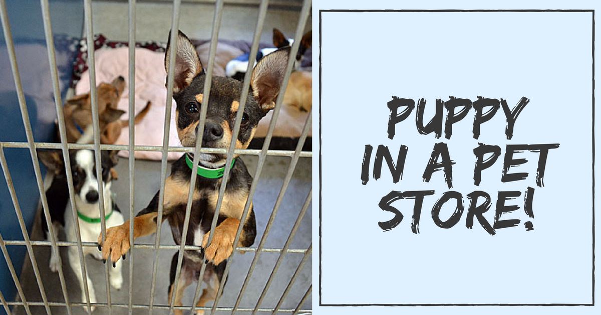 How To Select A Puppy From A Pet Store