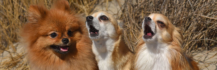 How to Stop a Dog from Barking Non-Stop?